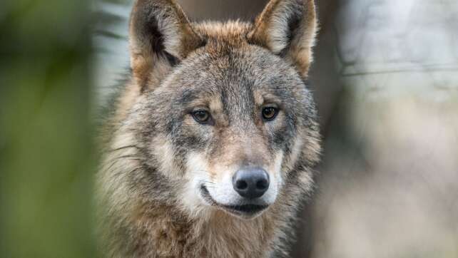 NRW bestätigt neues Wolfsgebiet in Region Aachen