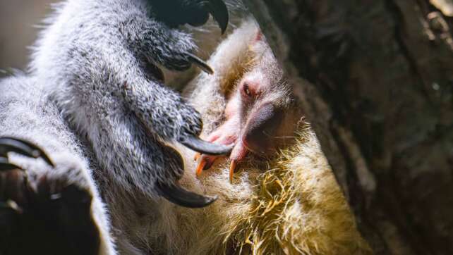 Nach Koala-Drama wieder Nachwuchs im Duisburger Zoo