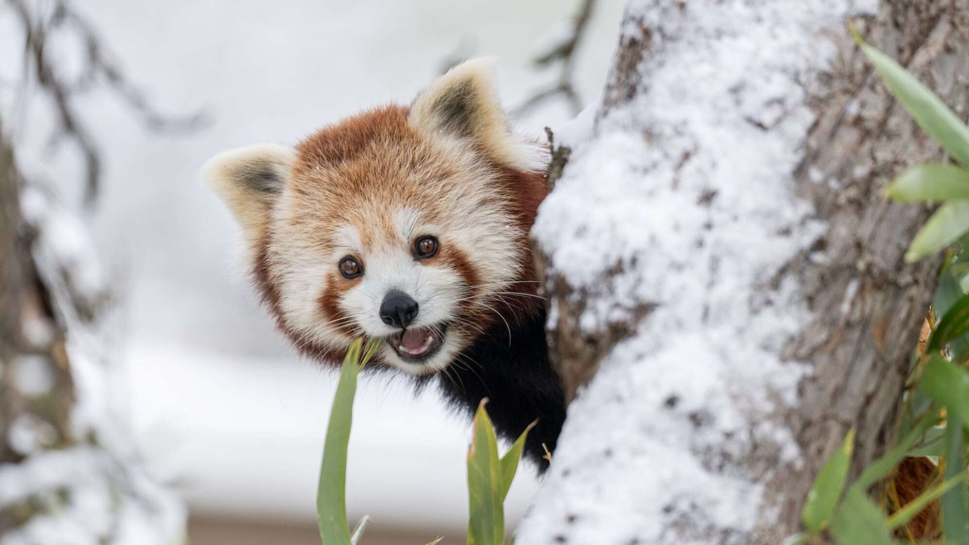 Zwei Rote Pandas bei Schnee aus Gehege ausgebüxt