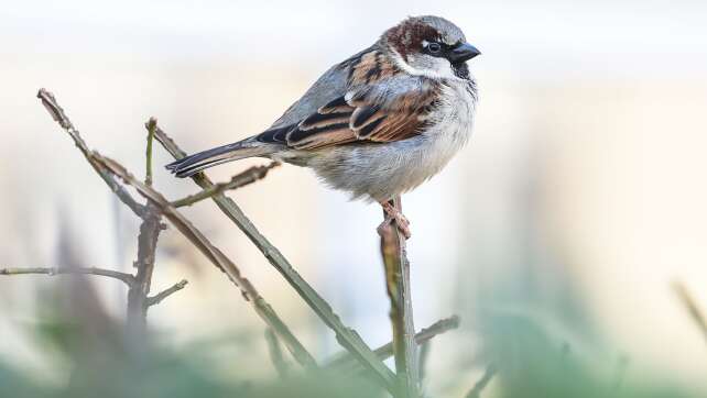 Neue Runde der Vogelzählung: Zuletzt Spatz und Meisen vorn