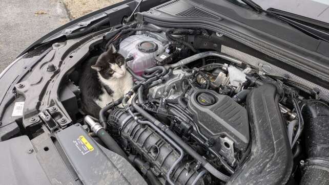 Kater fährt 75 Kilometer im Motorraum eines Autos mit