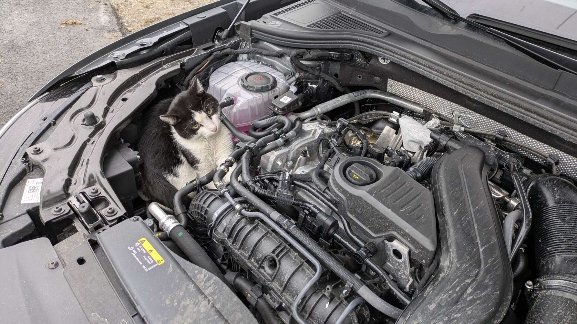 Junger Kater fährt in Motorraum mit