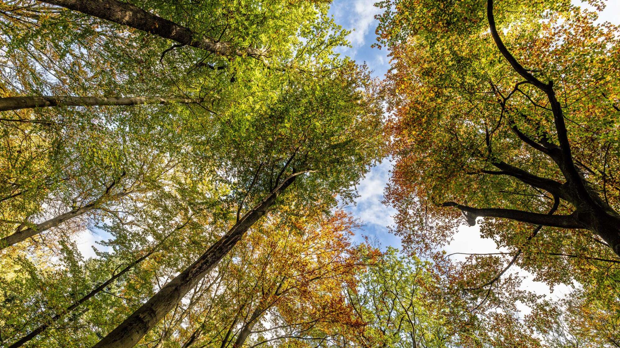 Breiter Schulterschluss für neuen Waldpakt