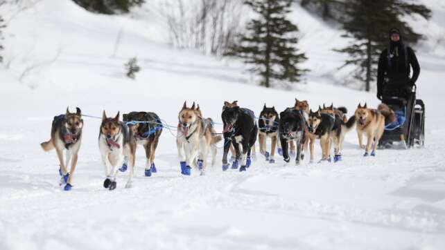 Iditarod-Rennen: Wegen Schneemangels in Alaska neue Route