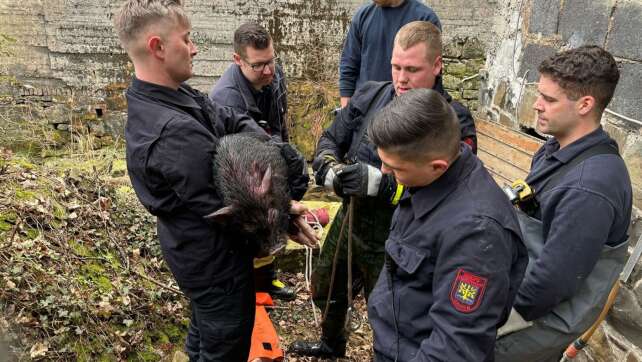 Hausschwein wird von Feuerwehr-Azubis aus Bach gerettet