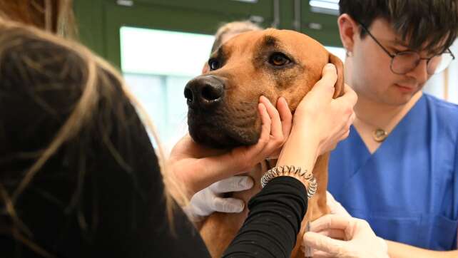 Blutspenden können Leben retten - auch bei Hunden