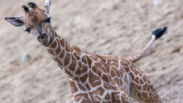 Giraffen-Baby erstmals draußen im Schweriner Zoo zu sehen