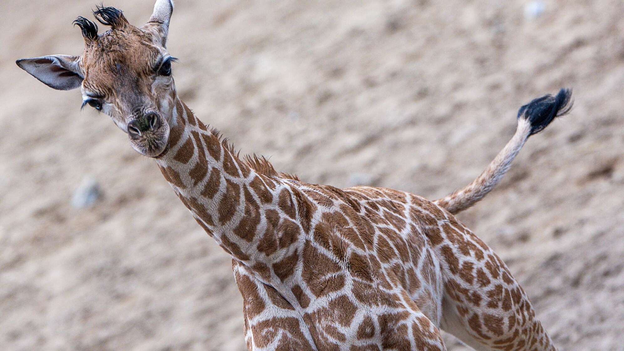 Giraffen-Nachwuchs im Zoo