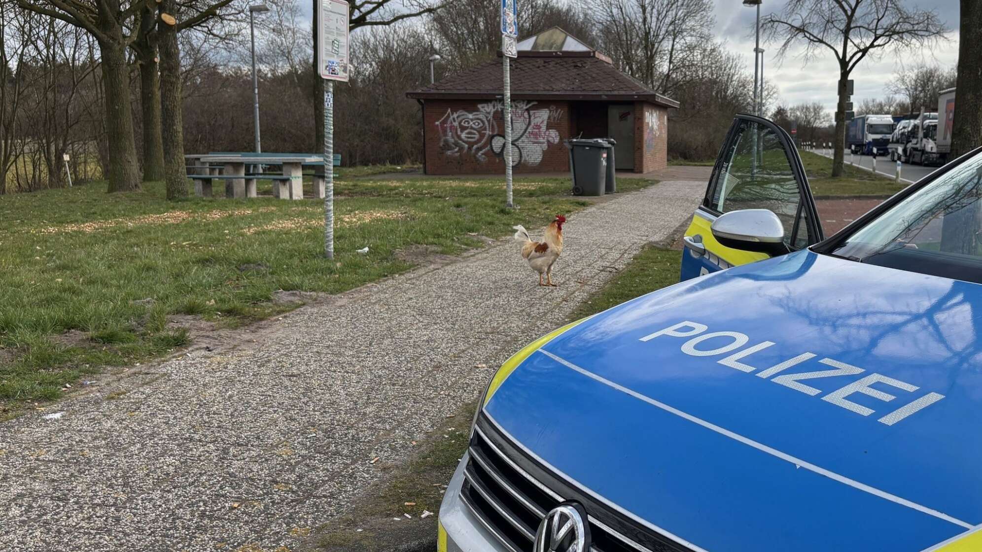 Hahn Hermann lebt auf Autobahnrastplatz