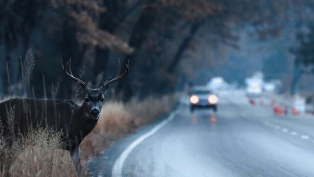 Achtung! Wildwechsel im Herbst in NRW: So vermeidet ihr Unfälle