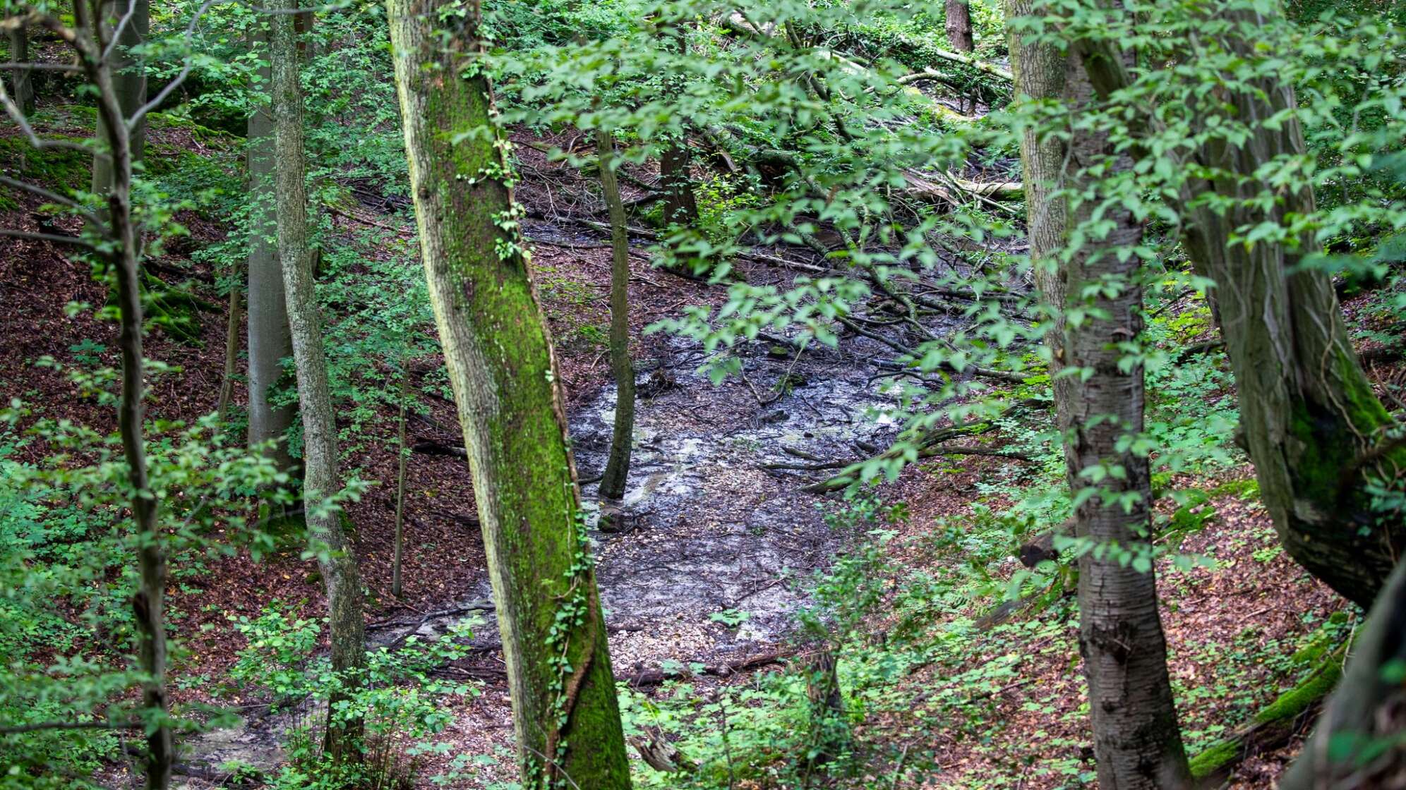 Wald in Nordrhein-Westfalen