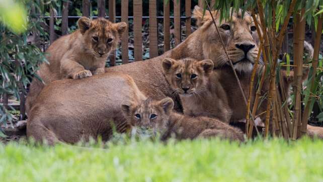 Löwenbabys des Kölner Zoos erstmals im Außenbereich zu sehen