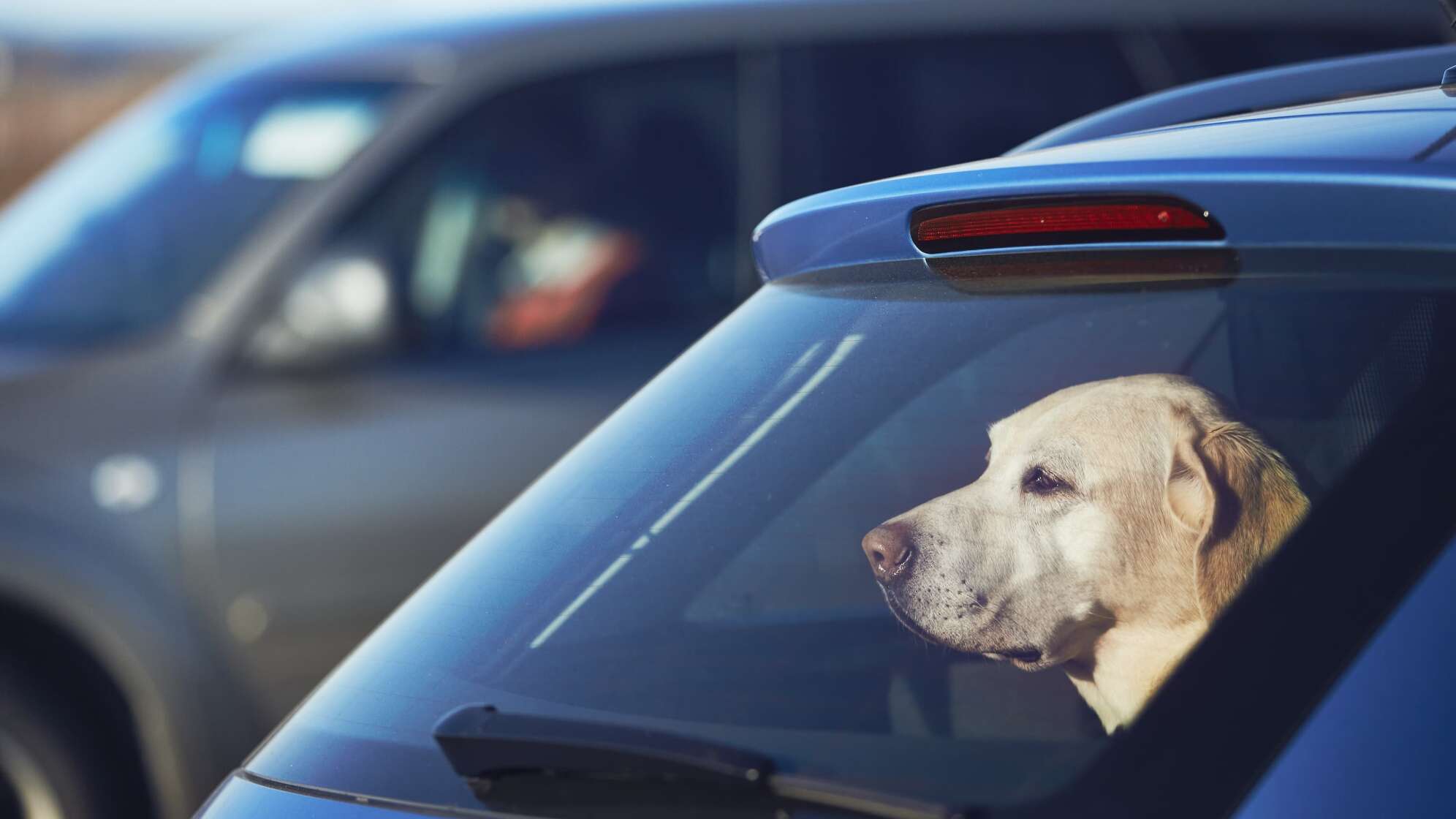 Hund im geschlossenen Auto