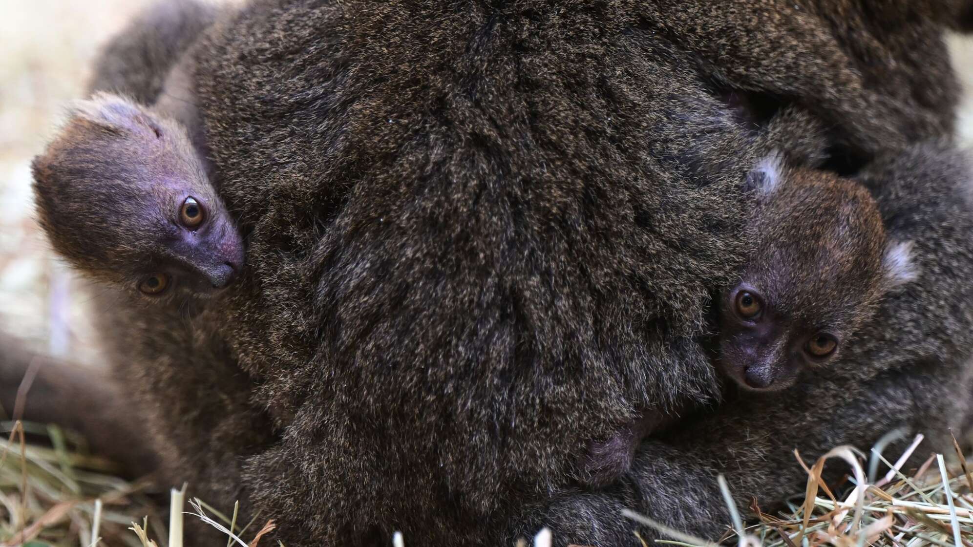 Nachwuchs bei den Bambuslemuren im Kölner Zoo