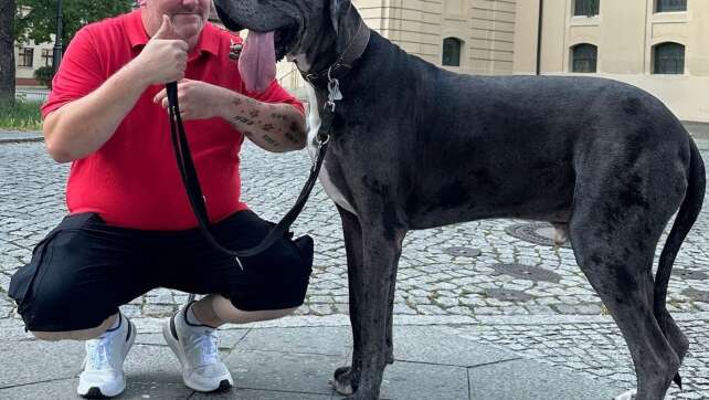 Riese Ramses - Hund aus Zossen ist rekordverdächtig groß