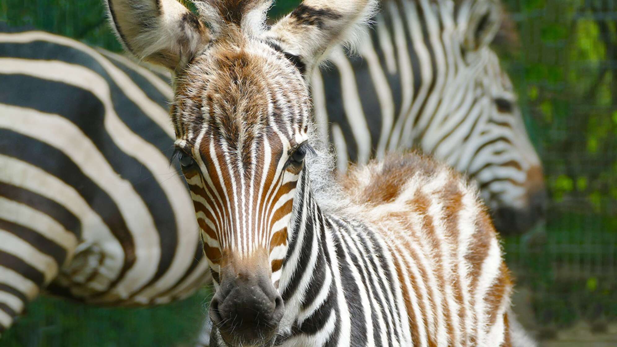 Zebra-Nachwuchs in Gelsenkirchen