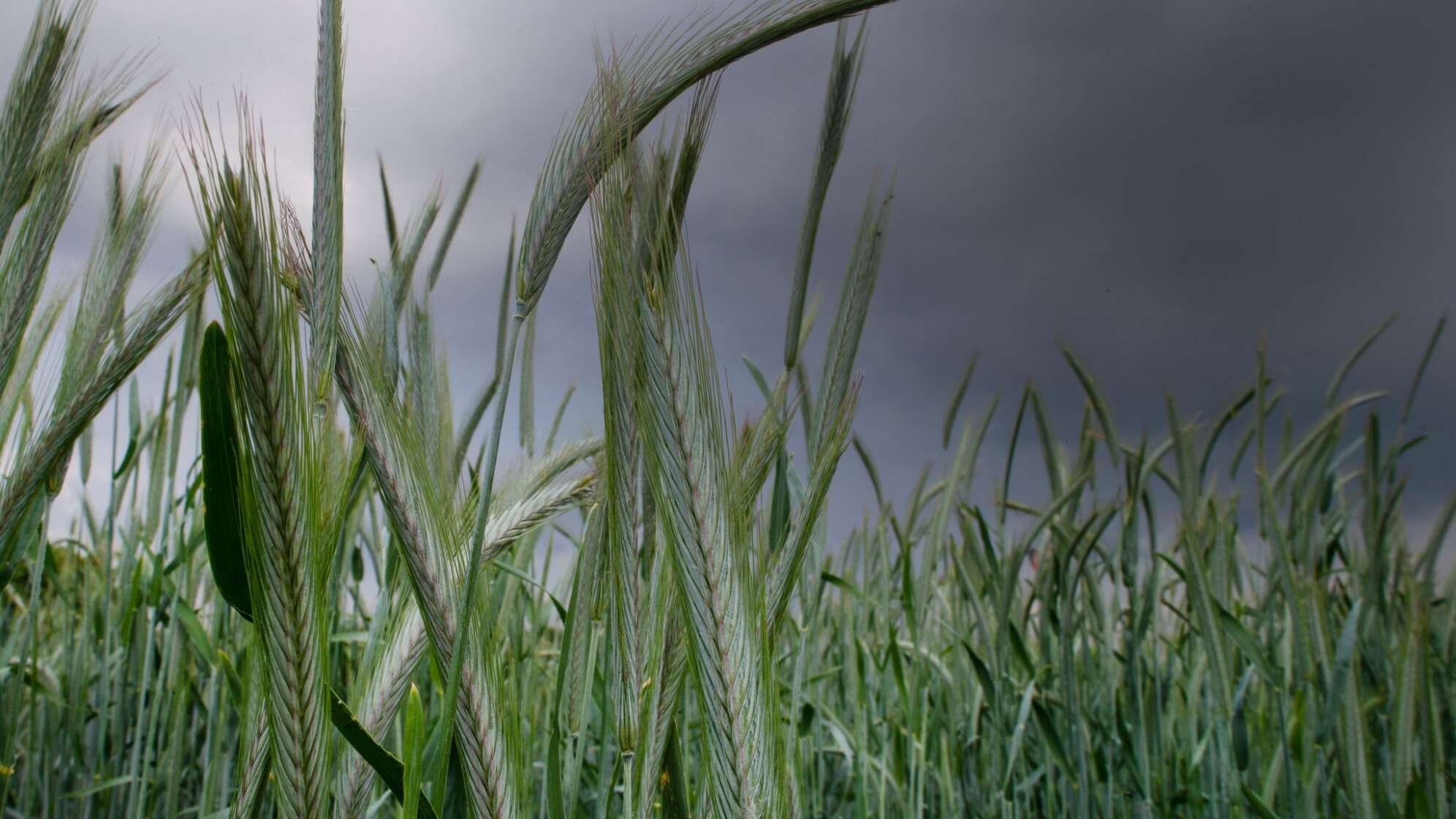 Dunkle Regenwolken ziehen über ein Roggenfeld