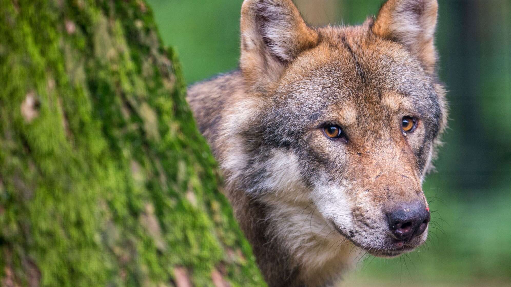 Tierkadaver werden untersucht - Jungwölfe auf Wanderschaft?