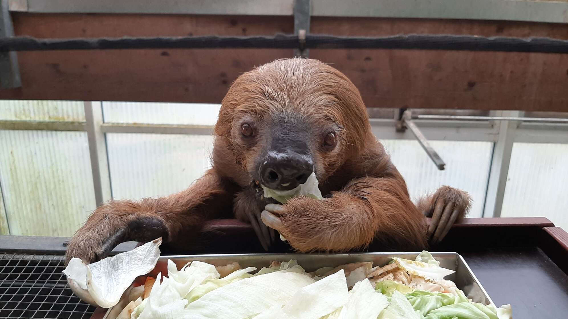 Faultier Jan im Krefelder Zoo