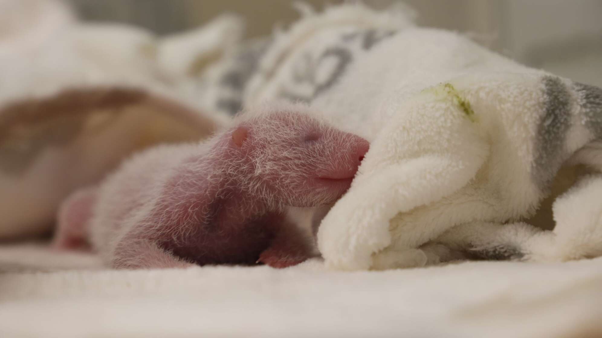 Panda-Nachwuchs im Berliner Zoo