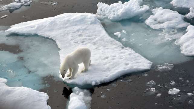 Erster Eisbär auf Island seit 2016 - von Polizei erschossen