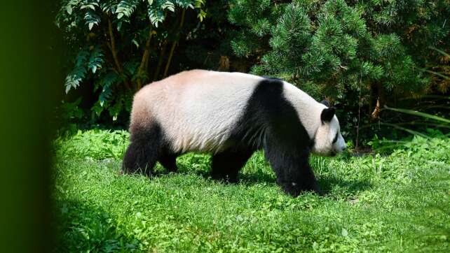 Ur-Panda in Tongrube im Allgäu entdeckt