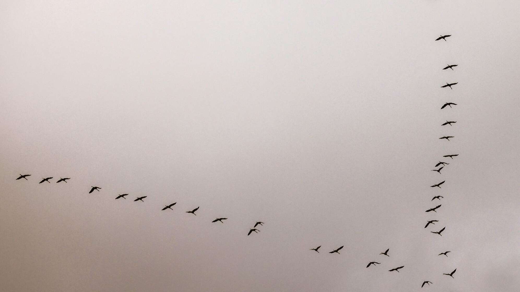 Zugvögel am Rhein