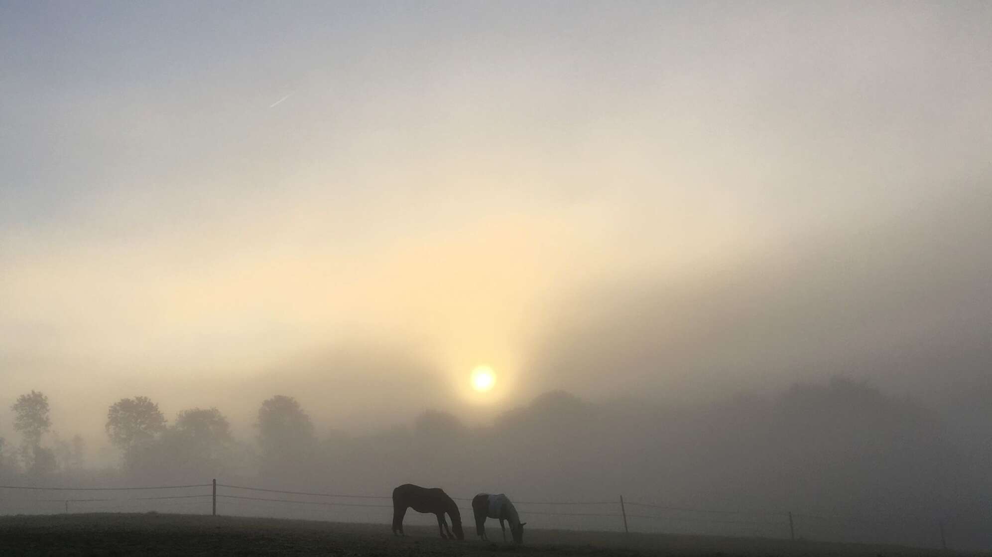 Pferde im Morgennebel