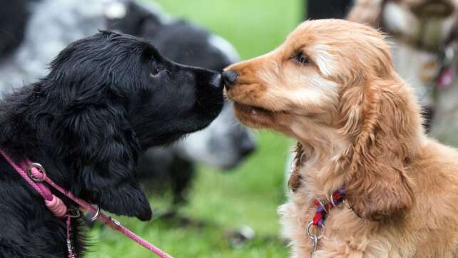 Messe «Hund & Pferd»: Wettbewerbe, Shows und Mitmachaktionen