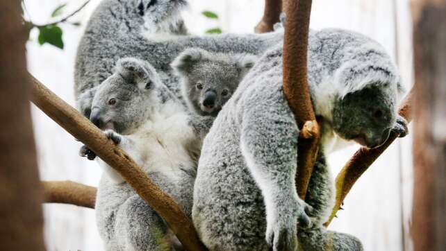 Zwei schwer kranke Koalas im Duisburger Zoo eingeschläfert